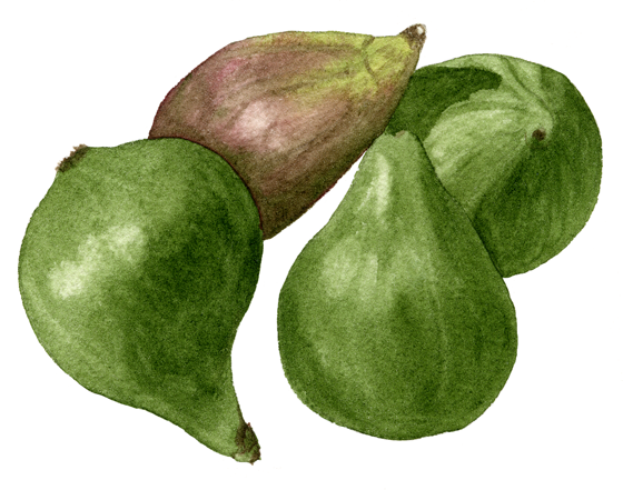 Figs-'-Adriatic'-&-'Brown-Turkey'
