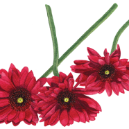 Gerbera daisy