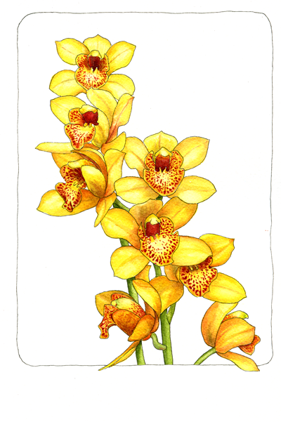 cymbidium-orchid