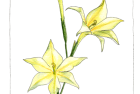 gladiolus tristis