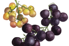 Grapes: Bronx + Ribier