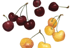 Cherries: Bing + Ranier