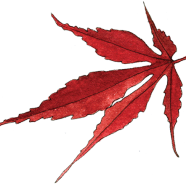 japanese maple leaf
