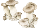 Royal Trumpet mushrooms