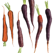Purple Haze carrots