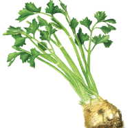 Celeriac or celery root