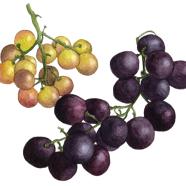 Grapes: Bronx + Ribier