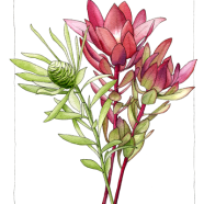 leucadendron