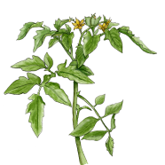 flowering tomato plant